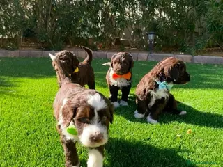 Perro de Agua Español perros PERRO DE AGUA ESPAÑOL ( TODA ESPAÑA ) - Anuncio 2