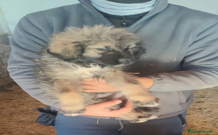 Pastor del Cáucaso perros Cachorra pastor del caucaso - Anuncio 1