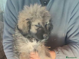 Pastor del Cáucaso perros Cachorra pastor del caucaso - Anuncio 35