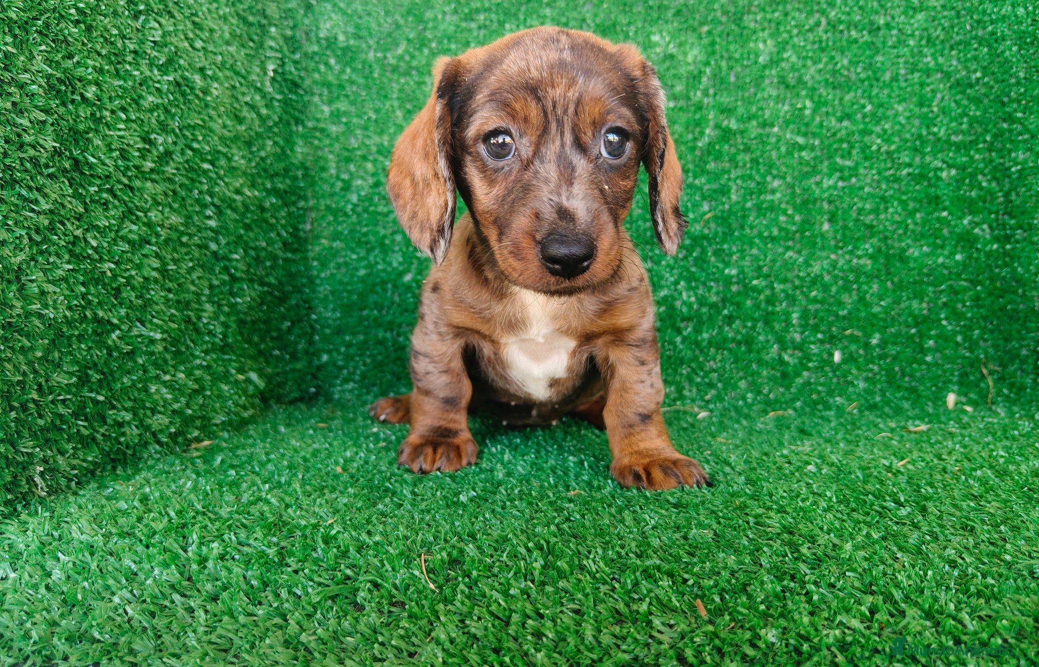 Teckel Miniatura perros en venta: Teckel miniatura  - Anuncio 9