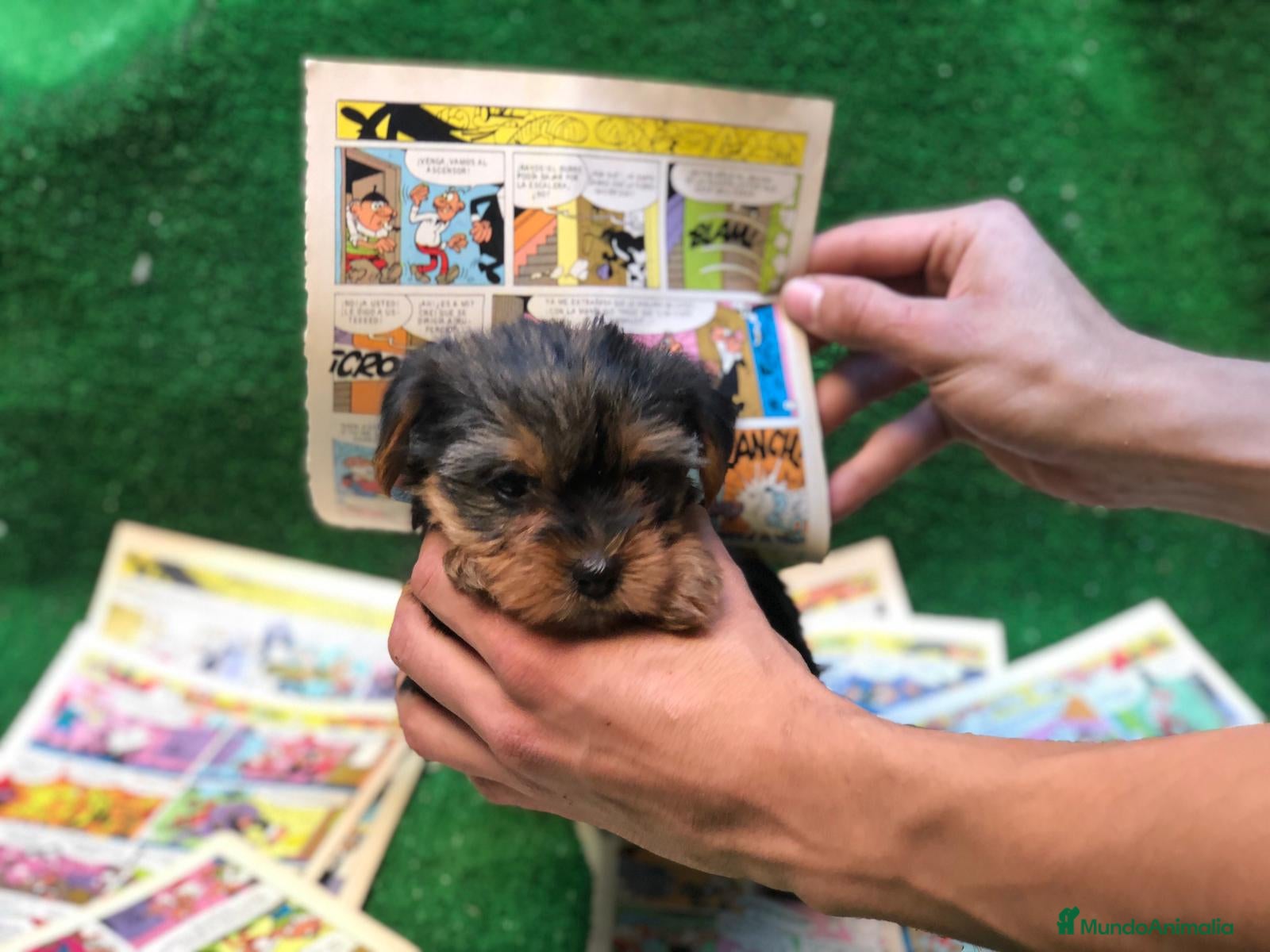 Yorkshire Terrier perros YORKSHIRE MINIATURA  - Anuncio 2