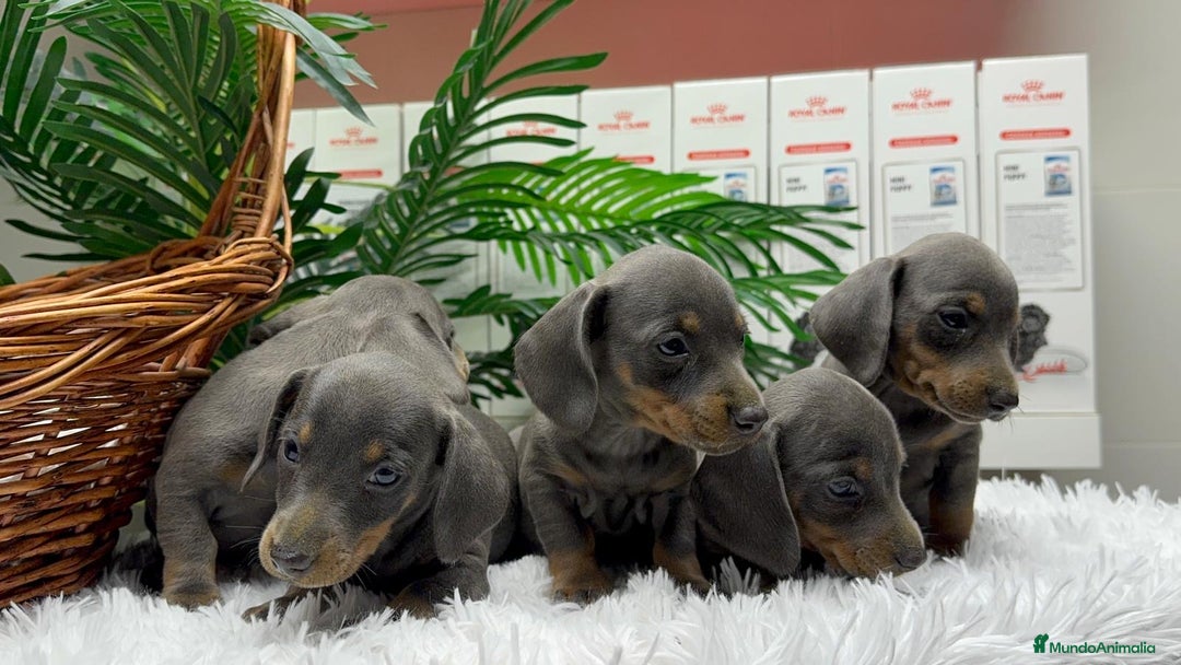 Teckel Miniatura perros en venta: TECKEL MINIATURA BLUE - Anuncio 7