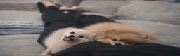 Pomerania perros en venta: Pomerania macho Tricolor toy - Anuncio 2