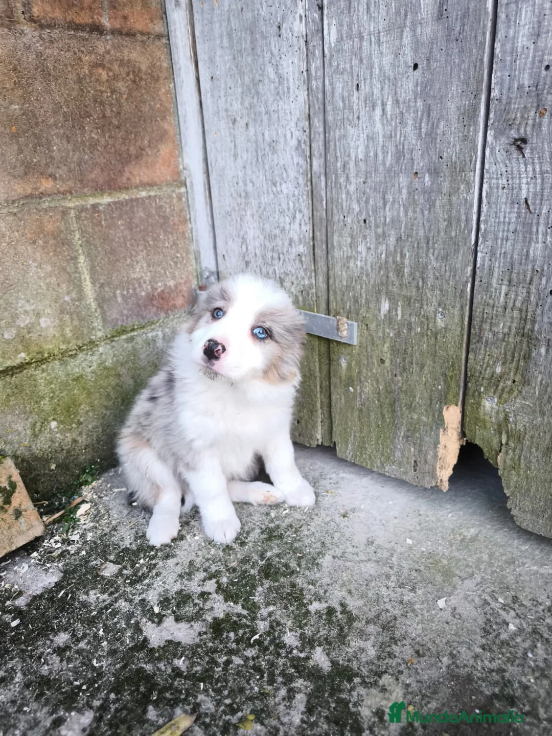 Border Collie perros en venta: Cachorros border collie varios colores! - Anuncio 2