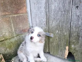 Border Collie perros Cachorros border collie varios colores! - Anuncio 1