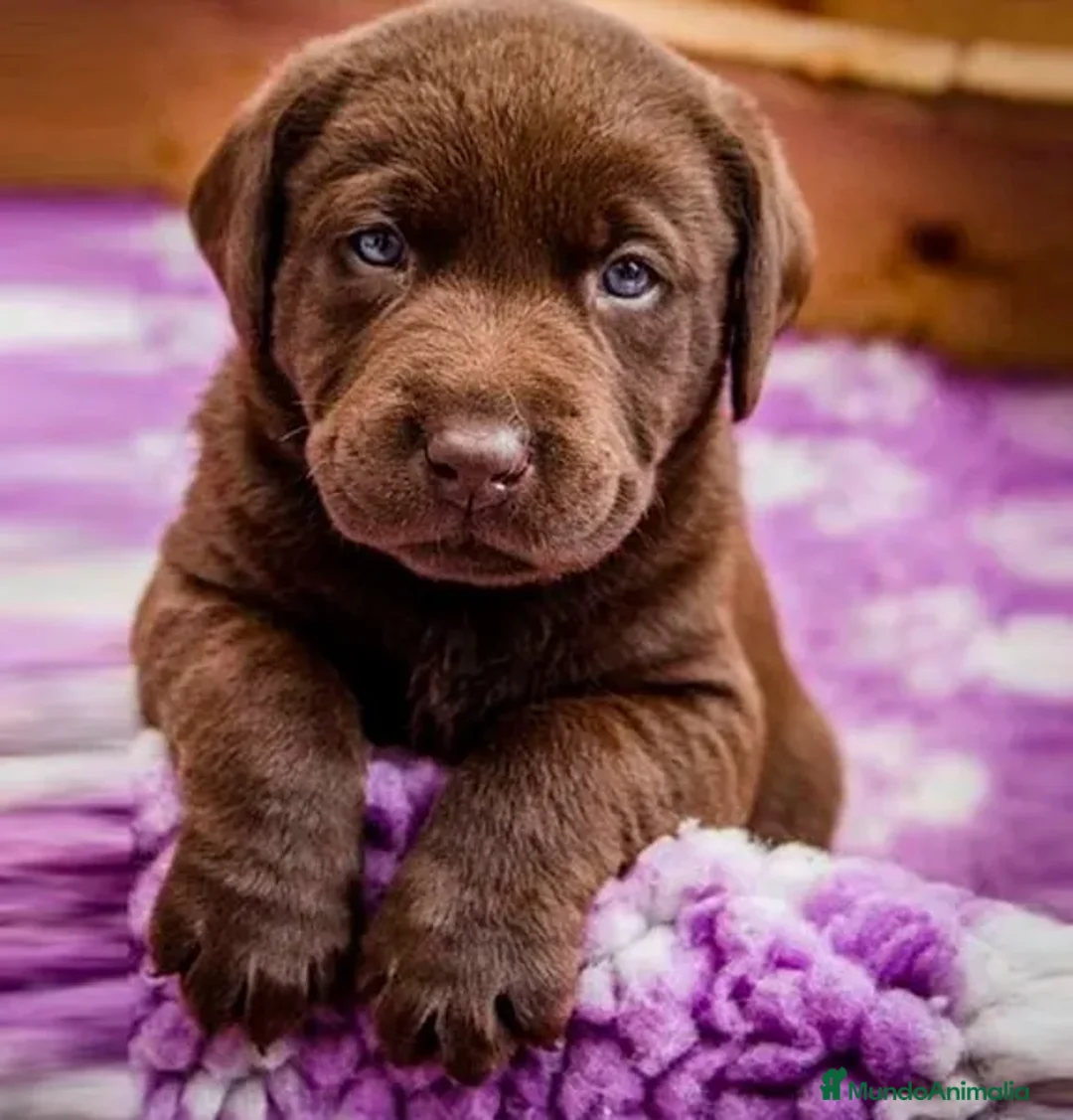 Labrador Retriever perros en venta: labrador chocolate  - Anuncio 1