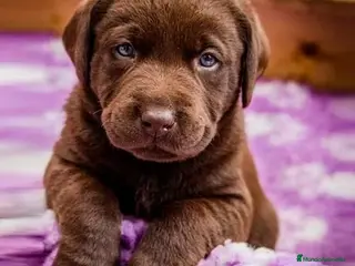 Labrador Retriever perros labrador chocolate - Anuncio 2