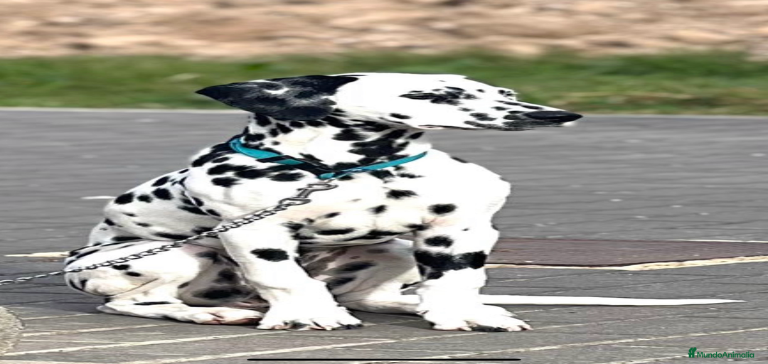 Imagen de galería {{count}}