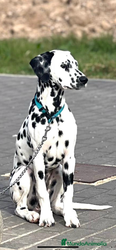 Imagen de galería {{count}}