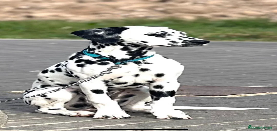 Imagen de galería {{count}}