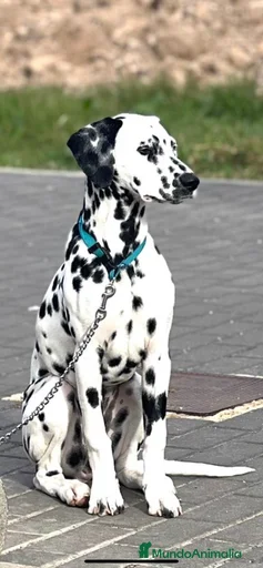 Imagen de galería {{count}}