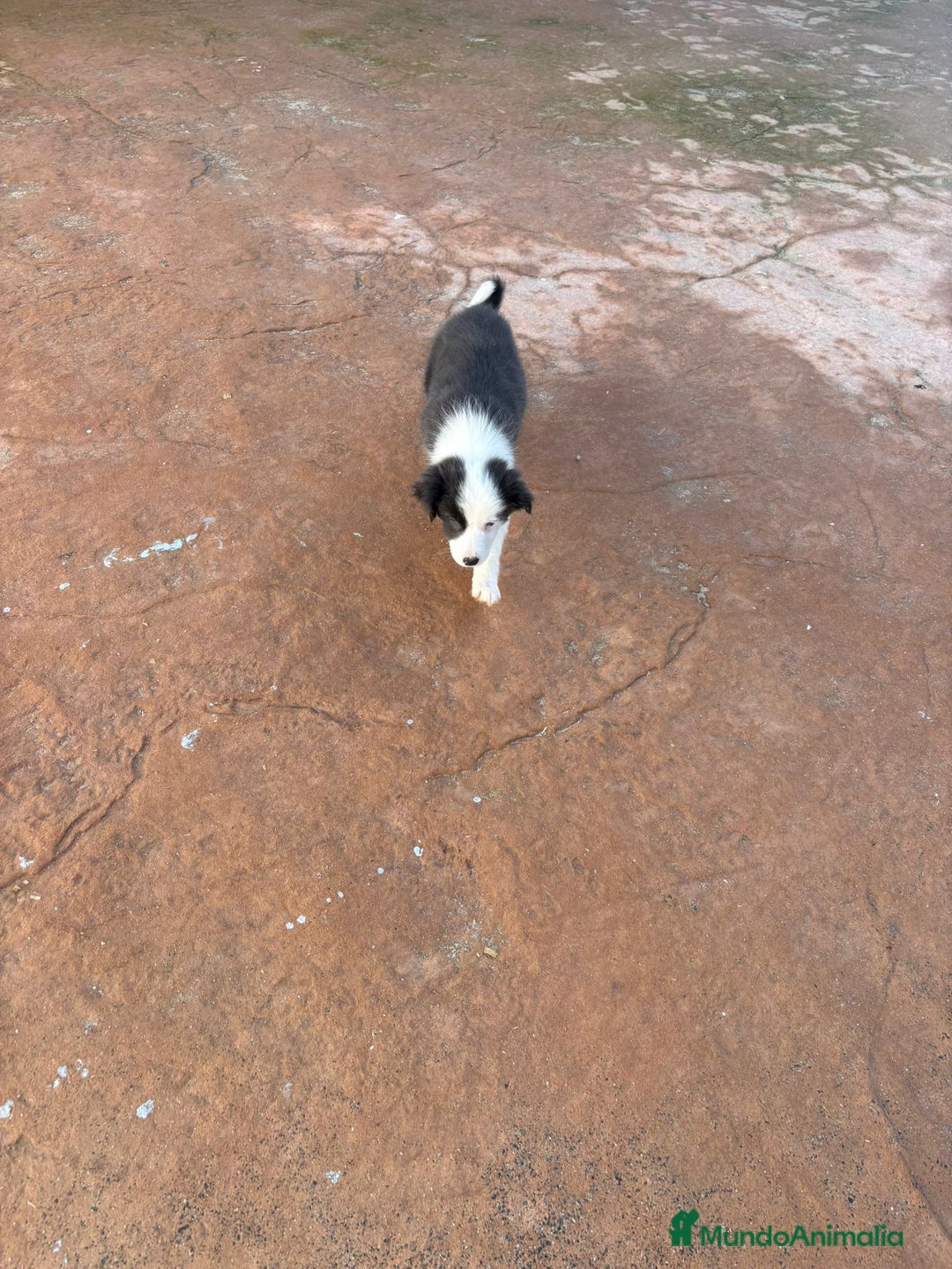 Border Collie perros en venta: Última Border collie hembra  - Anuncio 12