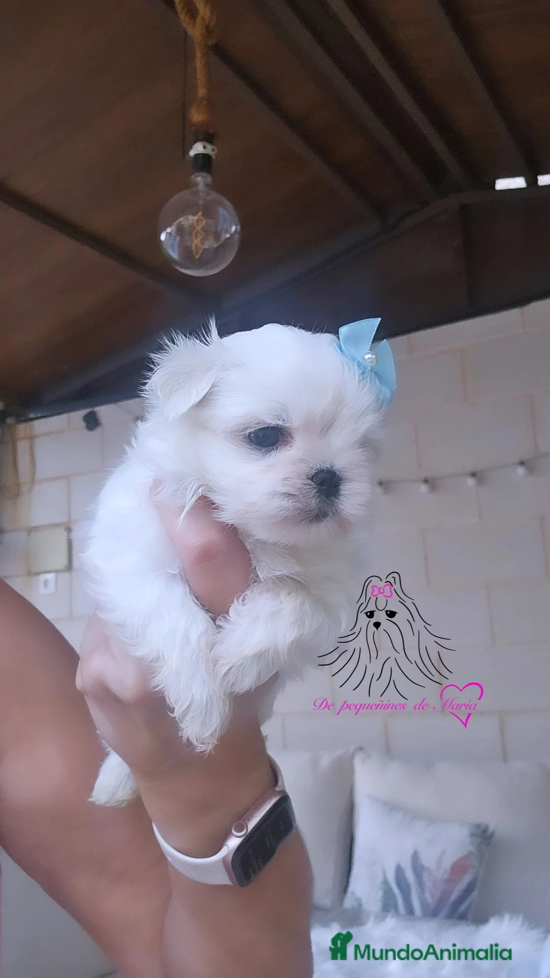 Bichón Maltés perros en venta: Bichon maltes coreano miniatura  - Anuncio 2