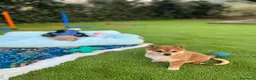 Shiba Inu perros en venta: Shiba inu en Barcelona - Anuncio 6