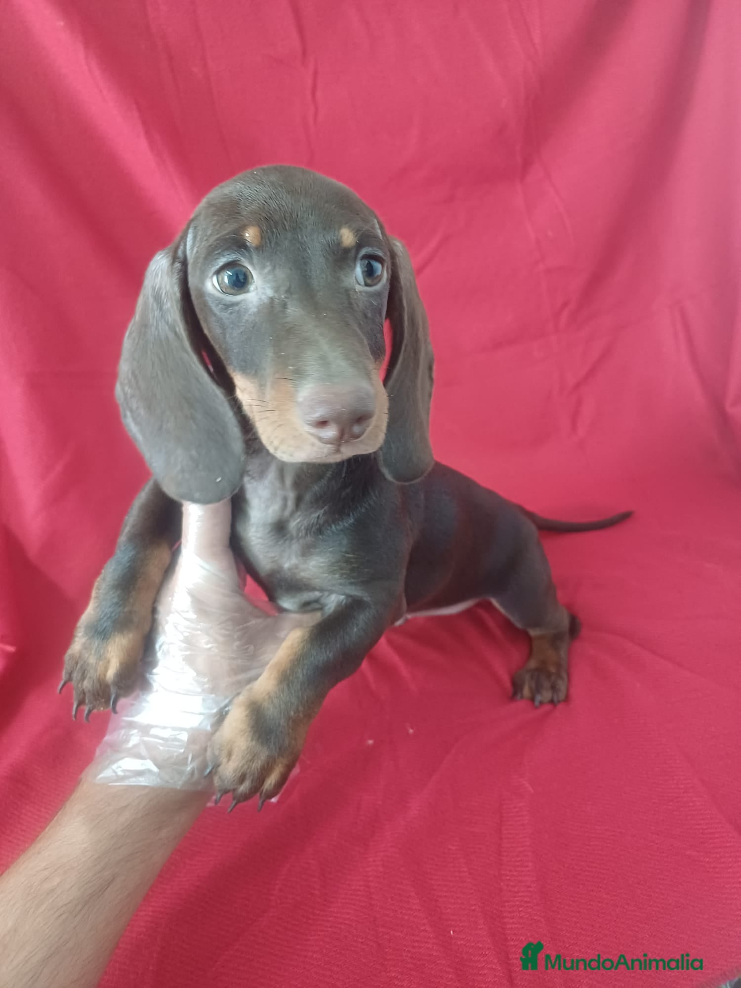 Teckel Miniatura perros Teckel Mini Chocolate con ojos claros  - Anuncio 23