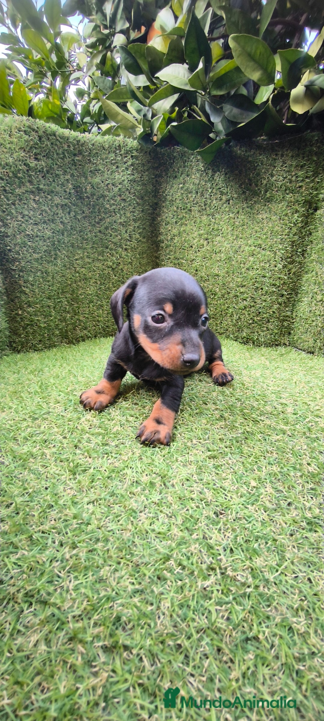 Teckel Miniatura perros en venta: camada teckel arlequín y todos los colores  - Anuncio 33