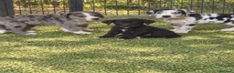 San Bernardo perros en venta: Cachorros cruzados - Anuncio 4