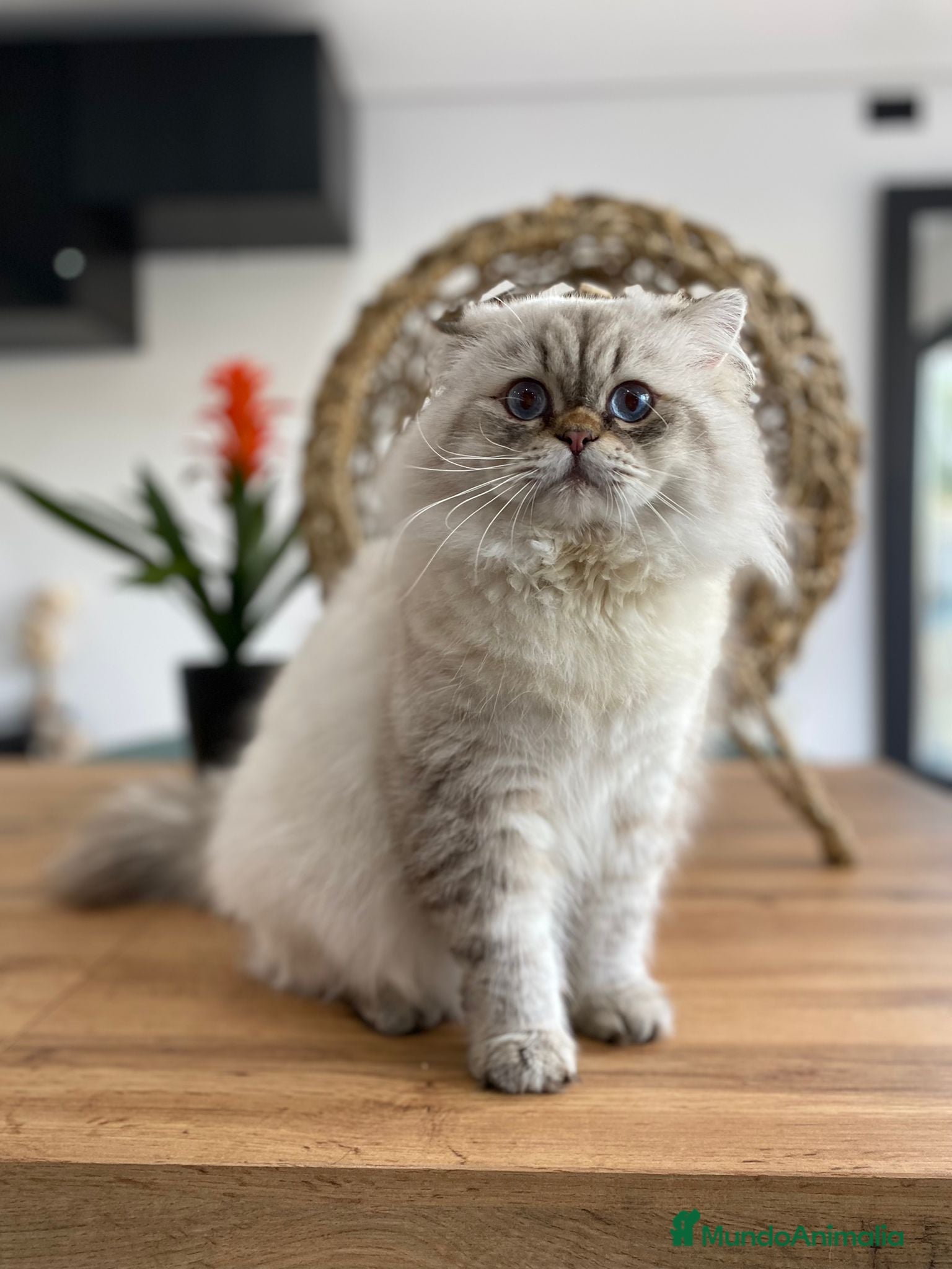 Británico de Pelo Largo gatos Gato Adulto british longhair - Anuncio 8