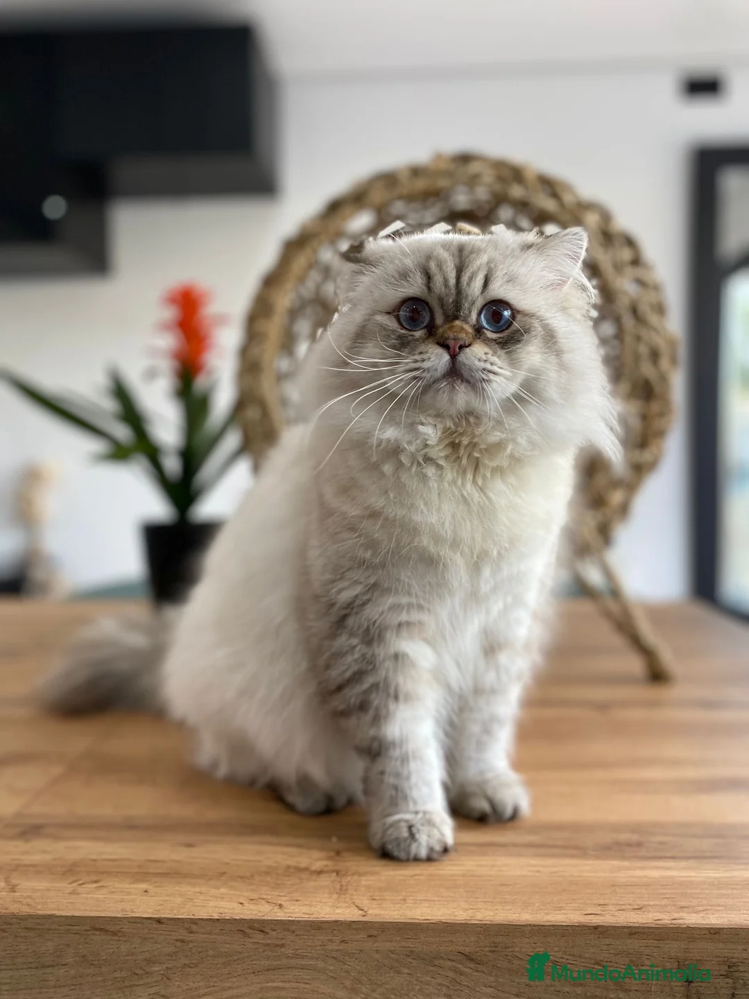 Británico de Pelo Largo gatos en venta: Gato Adulto british longhair - Anuncio 1