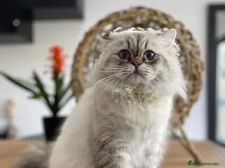 Británico de Pelo Largo gatos Gato Adulto british longhair - Anuncio 5