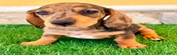 Teckel Miniatura perros en venta: Teckel miniatura merle choco - Anuncio 5