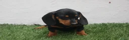 Teckel Miniatura perros en venta: Teckel Miniatura  - Anuncio 6