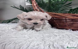 Maltipoo perros en venta: MALTIPOO MACHO - Anuncio 5