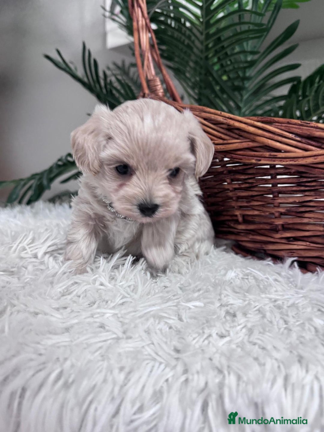 Maltipoo perros en venta: MALTIPOO MACHO - Anuncio 5