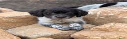 Épagneul Breton perros en venta: BRETON - Anuncio 3