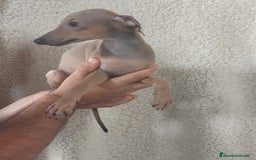 Pequeño Lebrel Italiano perros en venta: Macho espectacular Galgo Italiano  - Imagen 2