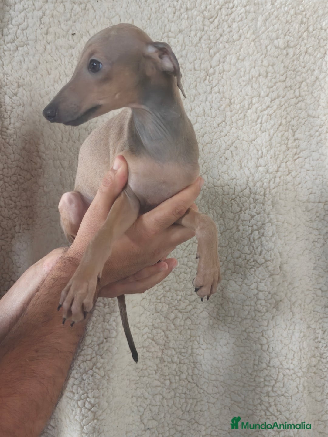 Pequeño Lebrel Italiano perros en venta: Macho espectacular Galgo Italiano  - Imagen 2