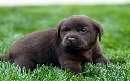 Labrador Retriever perros en venta: Cachorros labrador chocolate pedigrí  - Imagen 3
