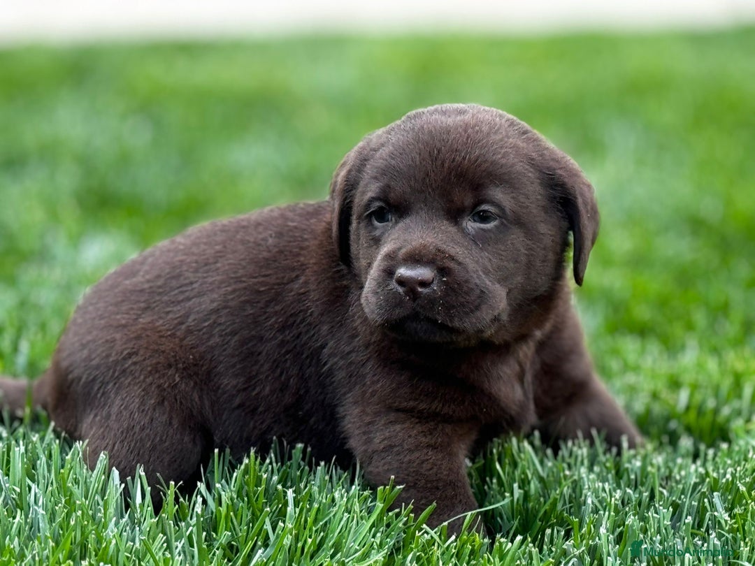 Labrador Retriever perros en venta: Cachorros labrador chocolate pedigrí  - Imagen 3