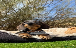 Teckel Miniatura perros en venta: CACHORROS TECKEL PELO DURO - Imagen 1