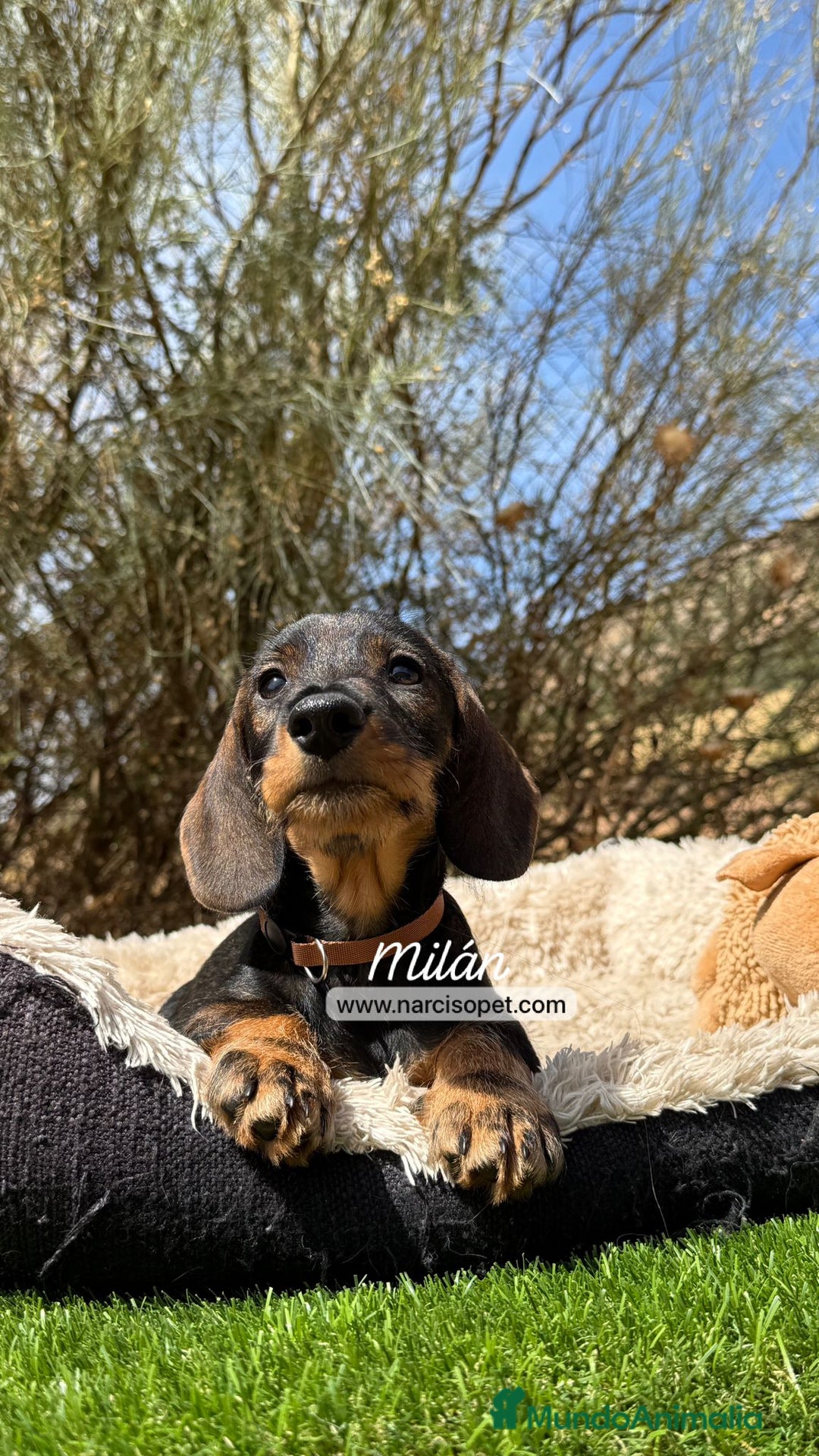 Teckel Miniatura perros en venta: CACHORROS TECKEL PELO DURO - Imagen 1
