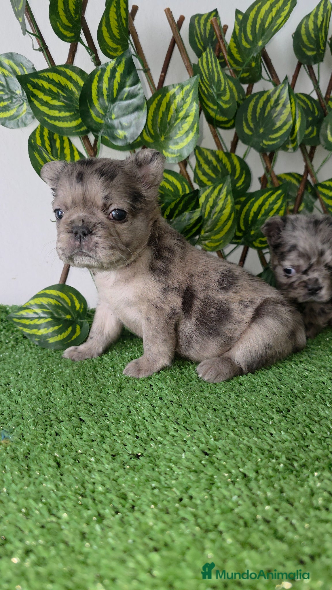 Bulldog Francés perros Bulldog francés  - Anuncio 1