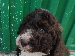 Perro de Agua Español perros Perro de agua!! - Anuncio 2