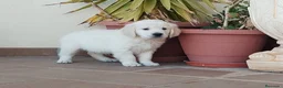 Golden Retriever perros en venta: CACHORROS DE GOLDEN RETRIEVER - Anuncio 5