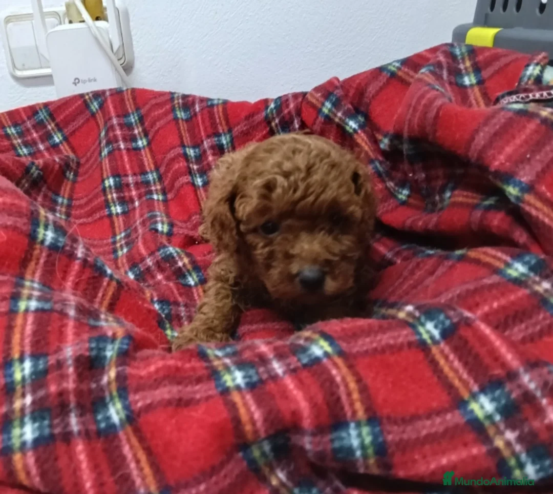 Caniche Toy perros en venta: CANICHES TOY - Anuncio 2