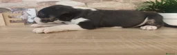 Bull Terrier perros en venta: Bull terrier tricolor en Toledo - Anuncio 2