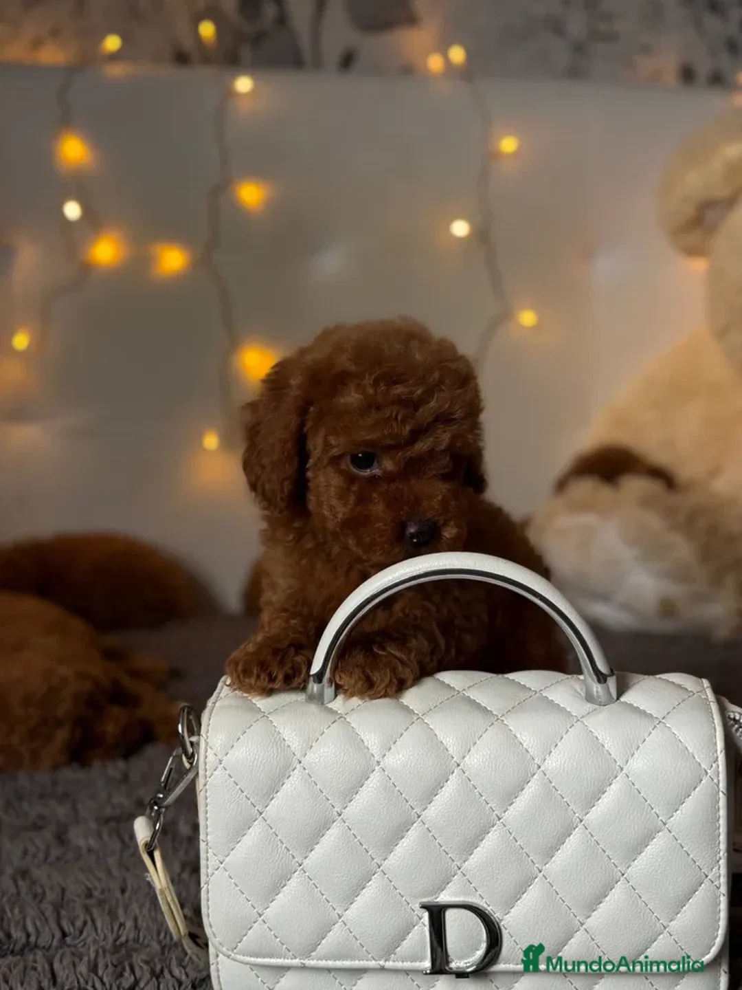 Caniche Toy perros en venta: caniche toy pequeños  - Anuncio 3