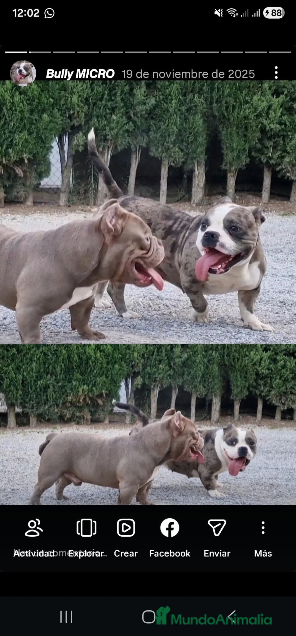 American Bully perros American bully micro - Anuncio 1