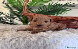 Caniche Toy perros en venta: CANICHE TOY - Imagen 13