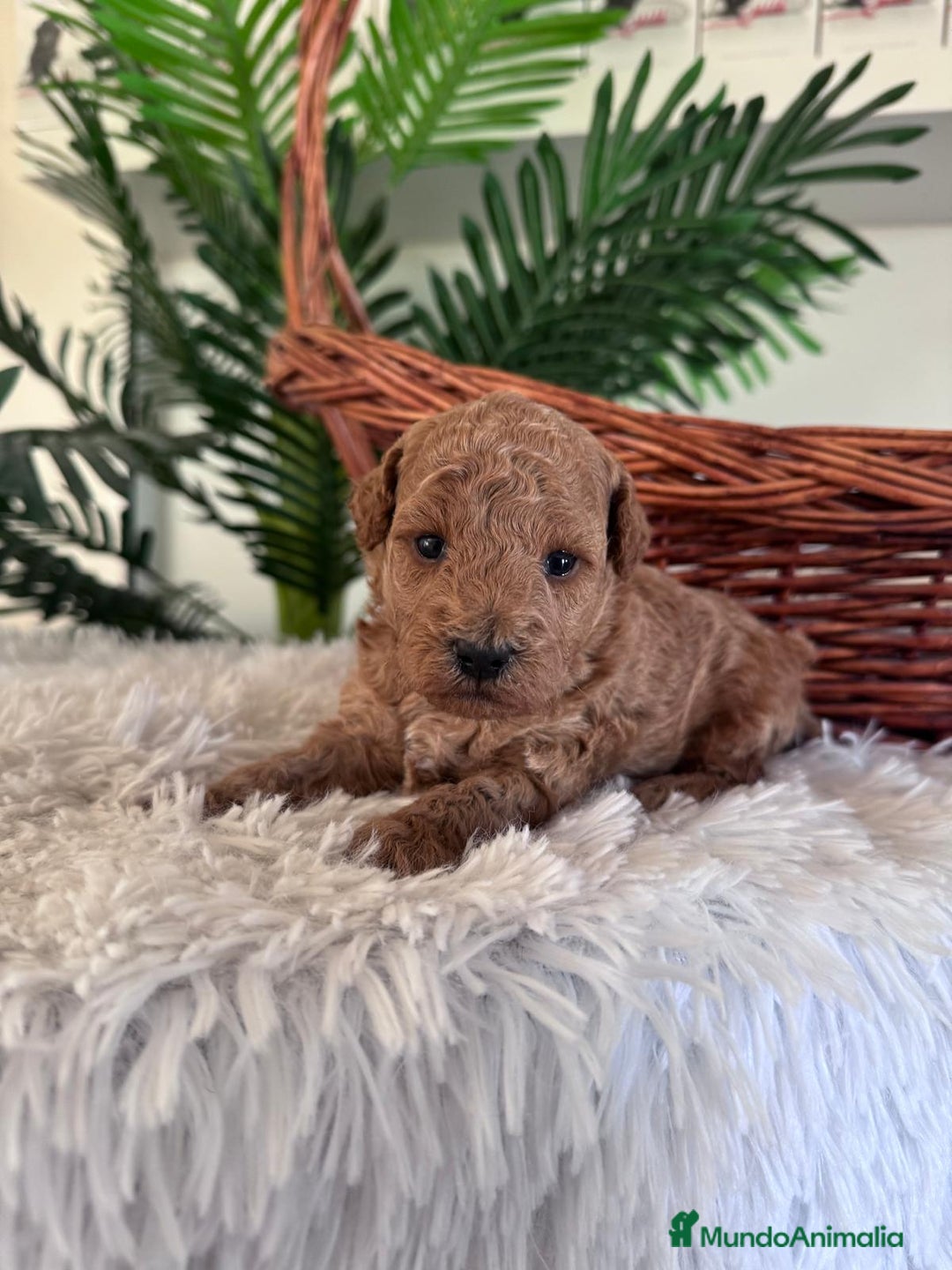 Caniche Toy perros en venta: CANICHE TOY - Imagen 13