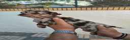 Chihuahua perros en venta: Chihuahua - Anuncio 3