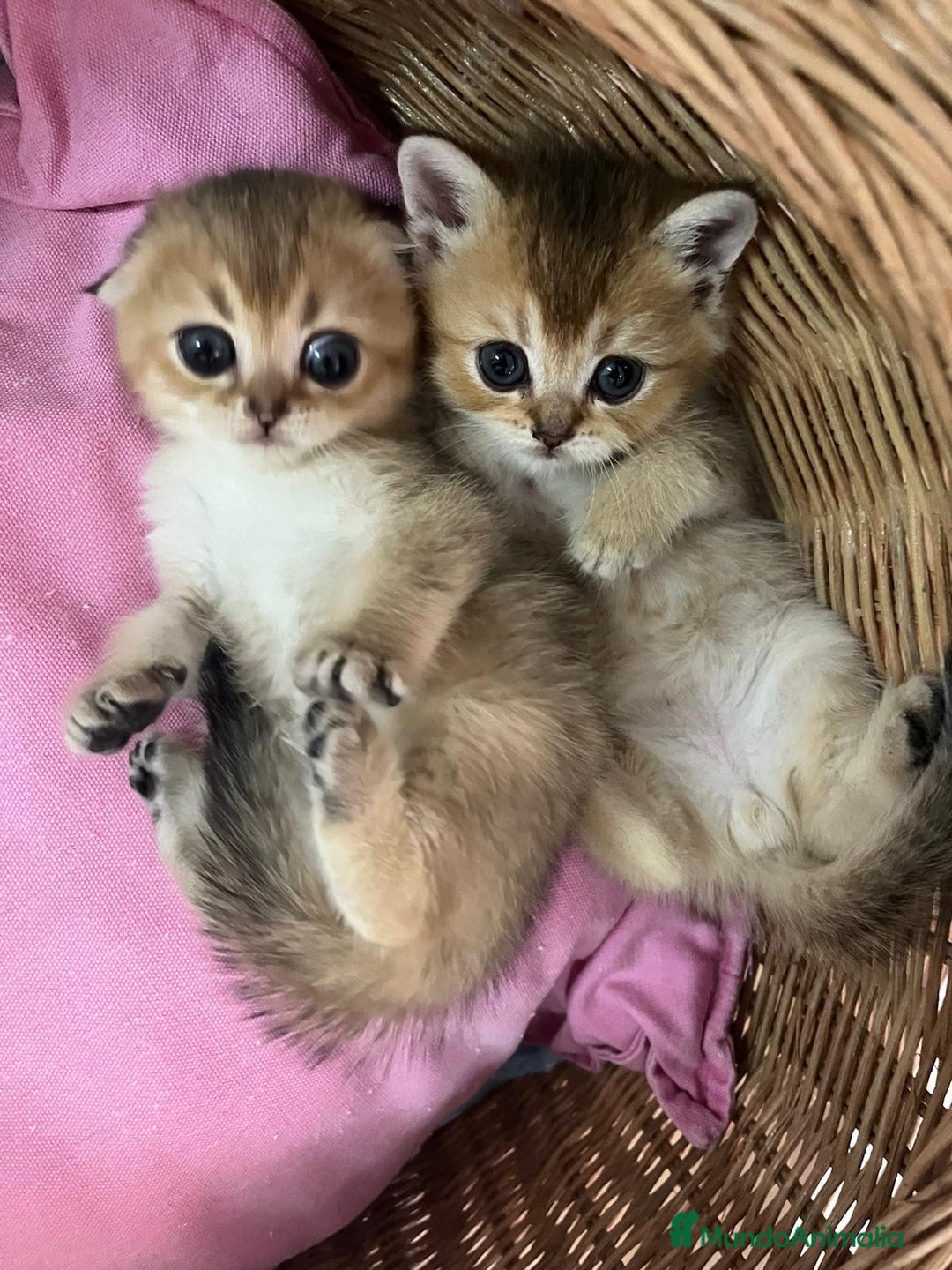 Scottish Fold gatos en venta: Gatitos British y Scottish Fold  - Imagen 3