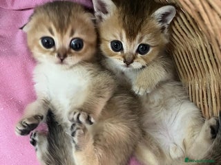 Scottish Fold gatos - Anuncio 13