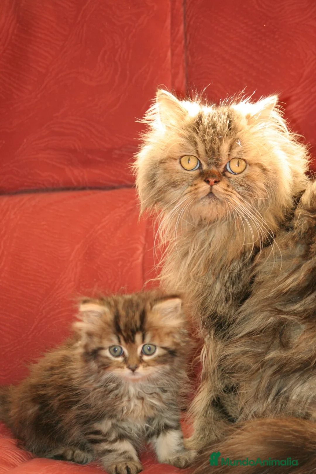 Persa gatos en venta: Gatitos Persa en Barcelona - Anuncio 7