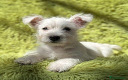 West Highland White Terrier perros en venta: WEST HIGHLAND WHITE TERRIER - Imagen 1