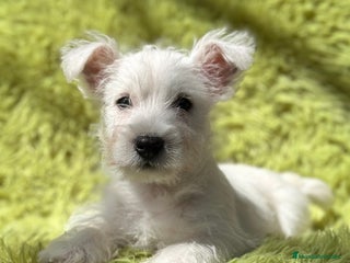 West Highland White Terrier perros - Anuncio 1